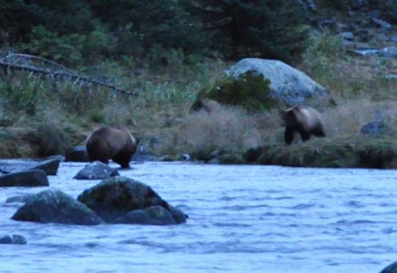 Ursos começam a aparecer do outro lado do rio Chilkat, próximo à Haines, no sudeste do Alaska